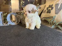 Woody, a female Maltipoo for sale in San Antonio, TX – 7 of 7