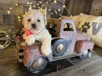 Sky, a female Maltipoo for sale in San Antonio, TX – 2 of 5