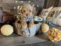 Tom, a male Maltipoo for sale in San Antonio, TX – 5 of 7
