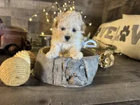 Chanel, a female Maltipoo for sale in San Antonio, TX – Photo 3 of 5
