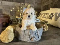 Chanel, a female Maltipoo for sale in San Antonio, TX – Photo 1 of 5