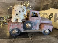 Chanel, a female Maltipoo for sale in San Antonio, TX – Photo 5 of 5