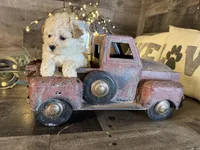 Chanel, a female Maltipoo for sale in San Antonio, TX – Photo 4 of 5