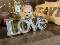 Chanel, a female Maltipoo for sale in San Antonio, TX – Photo 2 of 5