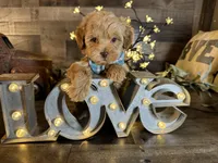 Tom, a male Maltipoo for sale in San Antonio, TX – 6 of 7