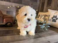 Bambi, a female Maltipoo for sale in San Antonio, TX – 5 of 6