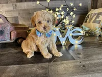 Tom, a male Maltipoo for sale in San Antonio, TX – 4 of 7