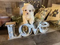 Woody, a female Maltipoo for sale in San Antonio, TX – 4 of 7