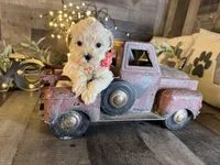 Ruby, a female Maltipoo for sale in San Antonio, TX – 3 of 6