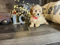 Mini , a female Maltipoo for sale in San Antonio, TX – 2 of 8