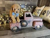 Simba, a male Maltipoo for sale in San Antonio, TX – 6 of 6