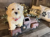 Bambi, a female Maltipoo for sale in San Antonio, TX – 6 of 6