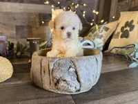 Elsa, a female Maltipoo for sale in San Antonio, TX – 6 of 8