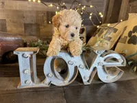 Moana, a female Maltipoo for sale in San Antonio, TX – 3 of 8