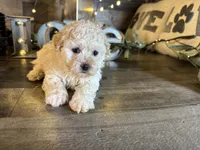 Sky, a female Maltipoo for sale in San Antonio, TX – 4 of 5