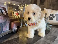Toby, a male Maltipoo for sale in San Antonio, TX – 5 of 6