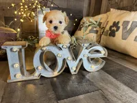 Shimmer, a female Maltipoo for sale in San Antonio, TX – 3 of 5