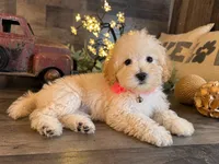 Mia, a female Maltipoo for sale in San Antonio, TX – 3 of 6