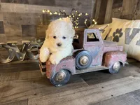 Snoopy , a male Maltipoo for sale in San Antonio, TX – 5 of 8