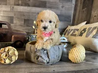 Nala, a female Maltipoo for sale in San Antonio, TX – 7 of 7