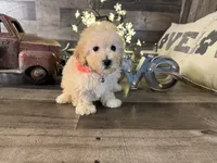 Elsa, a female Maltipoo for sale in San Antonio, TX – 2 of 6