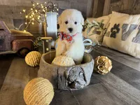 Olaf, a male Maltipoo for sale in San Antonio, TX – 2 of 6