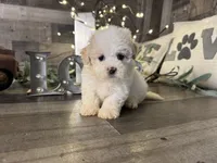 Snoopy , a male Maltipoo for sale in San Antonio, TX – 2 of 8