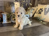 Moana, a female Maltipoo for sale in San Antonio, TX – 6 of 8