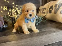 Milo , a male Maltipoo for sale in San Antonio, TX – 5 of 6