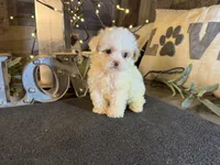 Woody, a female Maltipoo for sale in San Antonio, TX – 6 of 7