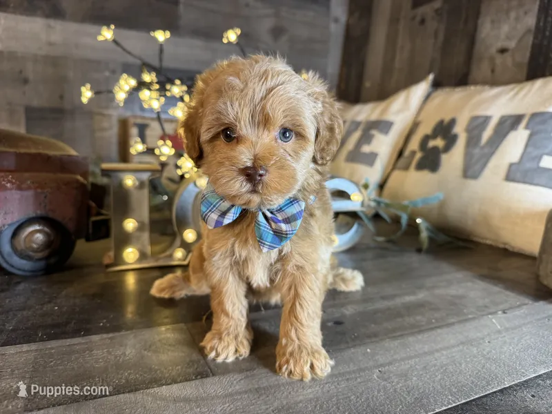 Tom – Maltipoo puppy for sale in San Antonio, TX