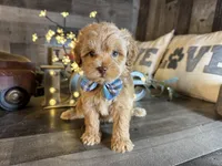 Tom, a male Maltipoo for sale in San Antonio, TX – 1 of 7