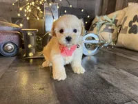 Shimmer, a female Maltipoo for sale in San Antonio, TX – 2 of 5