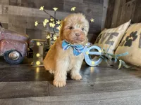 Teddy, a male Maltipoo for sale in San Antonio, TX – 2 of 8