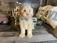 Teddy , a male Maltipoo for sale in San Antonio, TX – 5 of 5