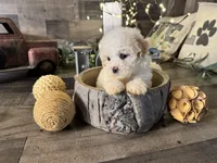 Snoopy , a male Maltipoo for sale in San Antonio, TX – 7 of 8