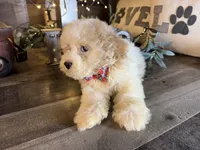 Toby, a male Maltipoo for sale in San Antonio, TX – 1 of 6