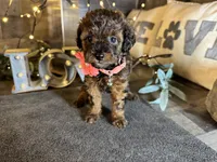 Tiffany , a female Maltipoo for sale in San Antonio, TX – 5 of 9