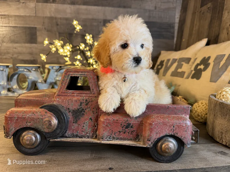 Mia – Maltipoo puppy on hold in San Antonio, TX
