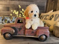 Mia, a female Maltipoo for sale in San Antonio, TX – 1 of 6