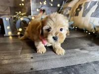 Shimmer, a female Maltipoo for sale in San Antonio, TX – 3 of 7