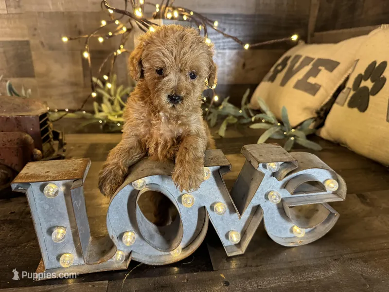 Coco, a female Maltipoo for sale in San Antonio, TX – Photo 1 of 5