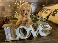 Coco, a female Maltipoo for sale in San Antonio, TX – Photo 1 of 5