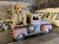 Coco, a female Maltipoo for sale in San Antonio, TX – Photo 5 of 5