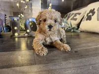 Coco, a female Maltipoo for sale in San Antonio, TX – Photo 3 of 5