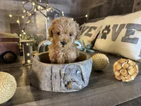 Coco, a female Maltipoo for sale in San Antonio, TX – Photo 4 of 5