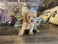 Coco, a female Maltipoo for sale in San Antonio, TX – Photo 2 of 5