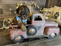 Magnus, a male Maltipoo for sale in San Antonio, TX – 6 of 9