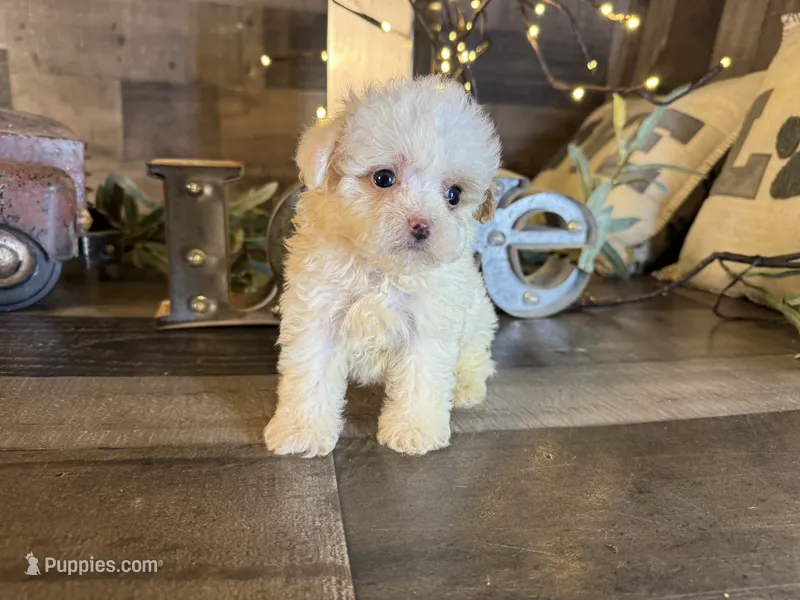 Woody – Maltipoo puppy for sale in San Antonio, TX