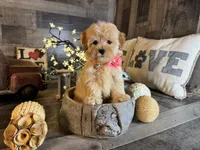 Mini , a female Maltipoo for sale in San Antonio, TX – 6 of 8